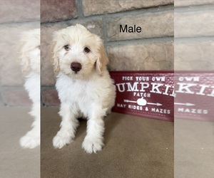 Portuguese Water Dog Puppy for sale in SWARTZ CREEK, MI, USA