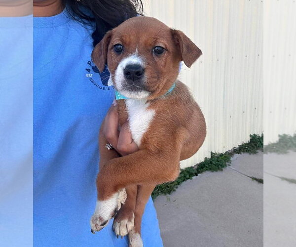 Medium Photo #2 Bulldog-Unknown Mix Puppy For Sale in Lakewood, CO, USA