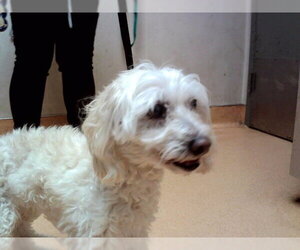 Poodle (Miniature)-Unknown Mix Dogs for adoption in Martinez, CA, USA