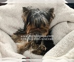 Small #4 Yorkshire Terrier