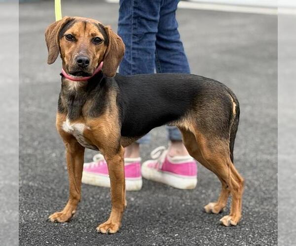 Medium Photo #1 Beagle Puppy For Sale in Canfield, OH, USA