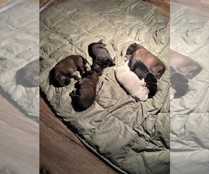 Chow Chow-Samoyed Mix Litter for sale in GRANGER, WA, USA
