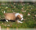 Small Photo #16 Miniature Australian Shepherd Puppy For Sale in ELMHURST, IL, USA