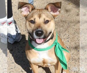 Retriever -Unknown Mix Dogs for adoption in Washington, DC, USA