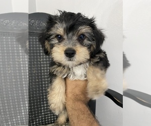 YorkiePoo Puppy for sale in HENDERSON, TX, USA