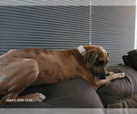 Small #3 Great Dane