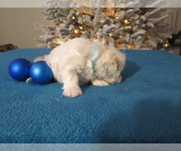 Medium Photo #2 Maltese Puppy For Sale in OCALA, FL, USA