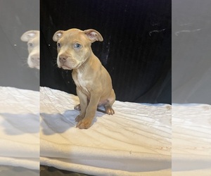 Medium American Bully