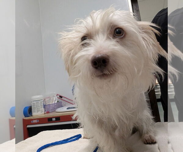 Medium Photo #1 Maltese Puppy For Sale in Chico, CA, USA