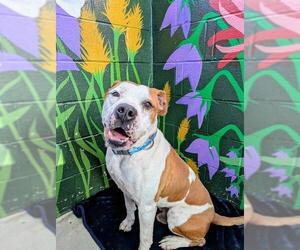 Boxer Dogs for adoption in Frisco, CO, USA