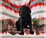 Small Photo #7 Labrador Retriever Puppy For Sale in MERIDEN, KS, USA