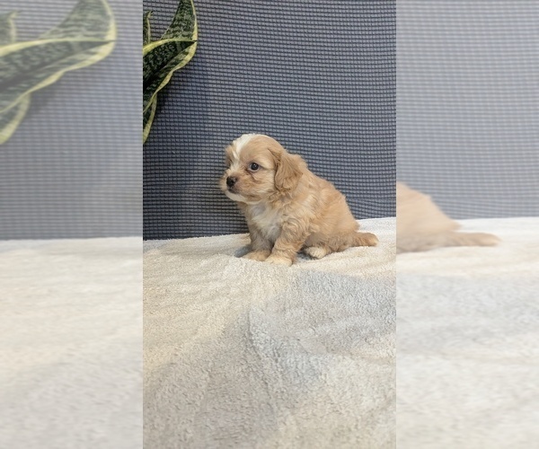 Medium Photo #5 ShihPoo Puppy For Sale in GOSHEN, IN, USA