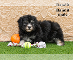 Litter of 2 - Male HavaneseLitter of Puppies for Sale - Photo #6