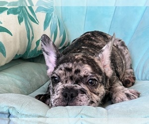 French Bulldog Puppy for sale in COCOA, FL, USA