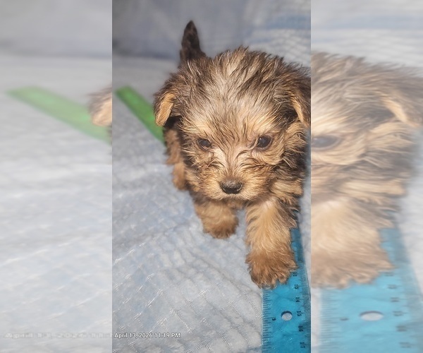 Medium Photo #39 Yorkshire Terrier Puppy For Sale in AKRON, OH, USA