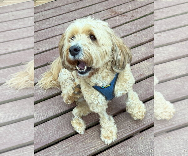 Medium Photo #2 Bernese Mountain Dog-Poodle (Miniature) Mix Puppy For Sale in Pacolet, SC, USA