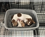 Small Photo #2 Chihuahua Puppy For Sale in LAKE WORTH, FL, USA
