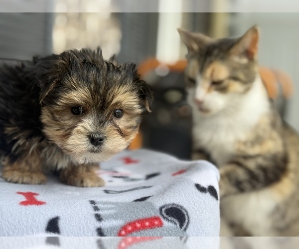 Medium Photo #8 Morkie Puppy For Sale in WOODSTOCK, IL, USA