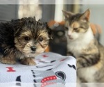 Small #7 Morkie