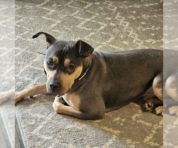 Medium Photo #22 Rus-A-Pei Puppy For Sale in Chandler, AZ, USA