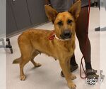 Zelda - Female Carolina Dog-German Shepherd Dog Mix Dog for Adoption - Small photo