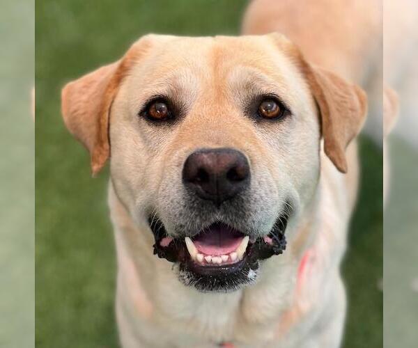 Medium Photo #5 Labrador Retriever Puppy For Sale in San Diego, CA, USA
