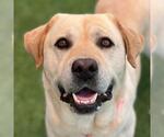 Small #4 Labrador Retriever