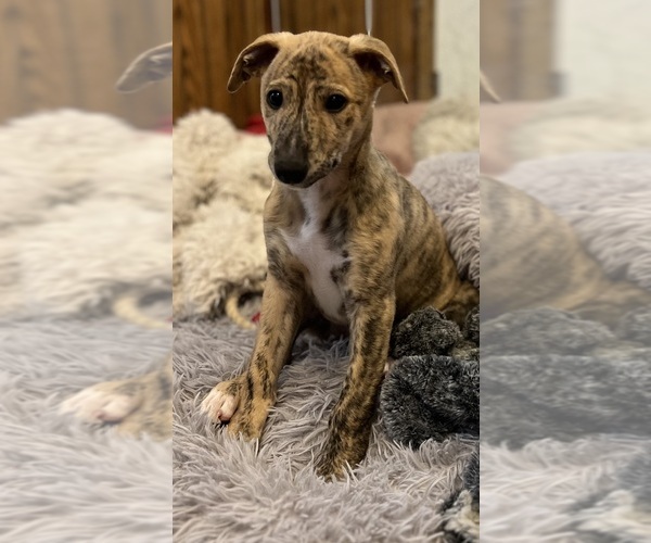 Medium Photo #4 Whippet Puppy For Sale in SOUTH SIOUX CITY, NE, USA