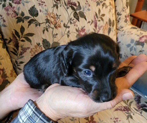 Medium Photo #1 Dachshund Puppy For Sale in TIGERTON, WI, USA