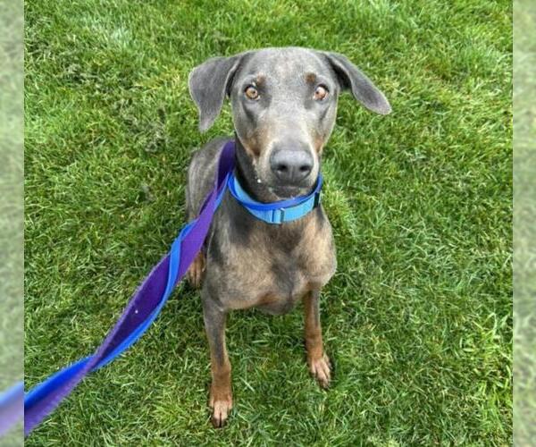 Medium Photo #3 Doberman Pinscher Puppy For Sale in Martinez, CA, USA