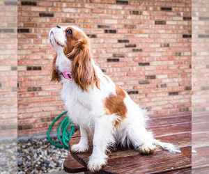 Mother of the Cavalier King Charles Spaniel puppies born on 10/20/2024