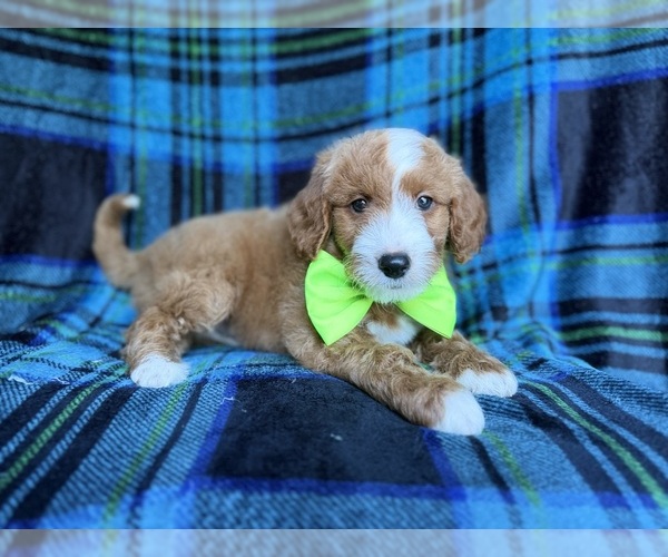Medium Photo #6 Cavapoo Puppy For Sale in LAKELAND, FL, USA