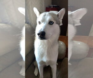 Siberian Husky-Unknown Mix Dogs for adoption in Fort Collins, CO, USA