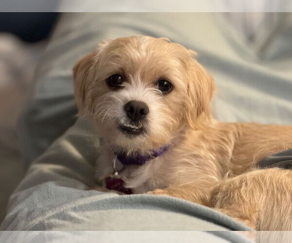 Medium Photo #2 Maltipoo (Miniature) Puppy For Sale in Princeton, MN, USA