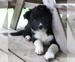 Puppy Daisy Border Collie
