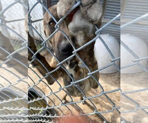 Hoss - Male Catahoula Leopard Dog-Plott Hound Mix Dog for Adoption - Photo #3
