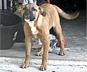 German Shepherd Dog Dogs for adoption in Houston, TX, USA