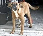 Small German Shepherd Dog