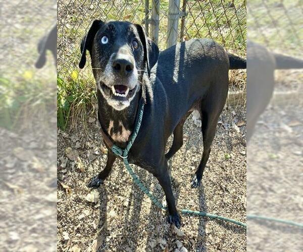Medium Photo #2 Labsky Puppy For Sale in Peoria, IL, USA