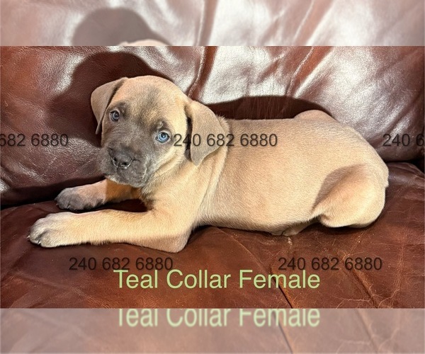 Medium Photo #12 Cane Corso Puppy For Sale in LA PLATA, MD, USA