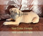Puppy Teal Collar F Cane Corso