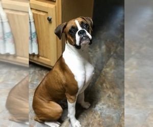 Mother of the Boxer puppies born on 07/05/2025