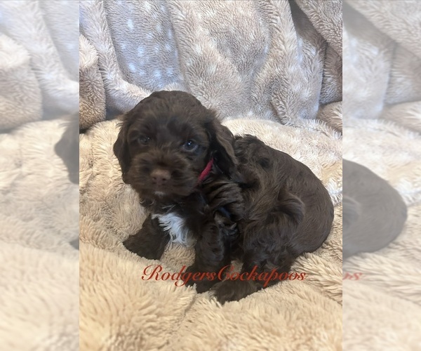Medium Photo #3 Cockapoo (Miniature) Puppy For Sale in BLUE MOUNTAIN, MS, USA