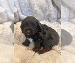 Small #2 Cockapoo (Miniature)