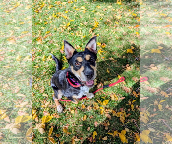 Medium Photo #2 Mutt Puppy For Sale in Sandy, UT, USA