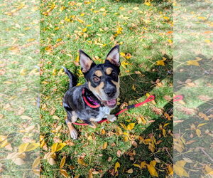 Accona - Female Mutt Dog for Adoption - Photo #2