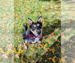 Small Photo #2 Mutt Puppy For Sale in Sandy, UT, USA