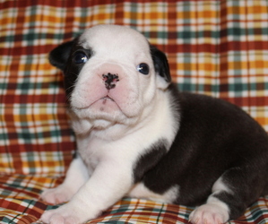 French Bulldog Puppy for sale in PLANT CITY, FL, USA