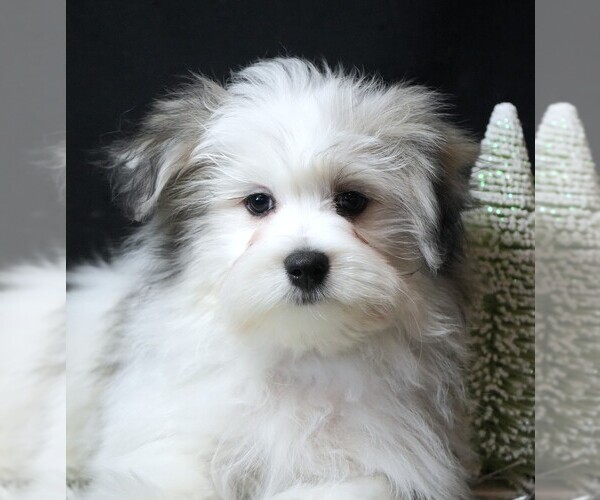 Medium Photo #7 Maltipom Puppy For Sale in ROCK VALLEY, IA, USA
