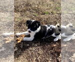 Small #2 Border Collie Mix